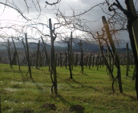 Txakoli vines